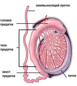 mrt-organov-moshonki